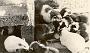 1973-03 dierentuin 2